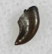 Raptor Tooth - Saurornitholestes Characteristics #13670-1